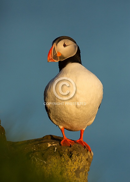 Puffin the birds from the arctic. Puffin the birds from the arctic.