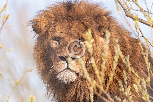 Male African Lion Close Up
