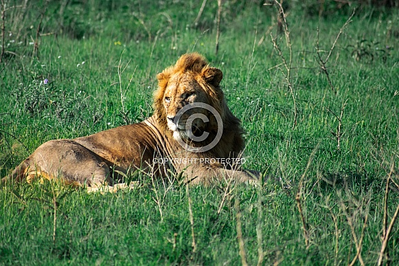 African Male Lion