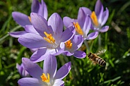 Honey bee flying towards a bunch of purple crocus flowers