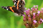 Red Admiral Portrait