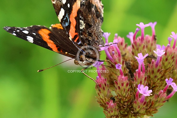 Red Admiral Portrait