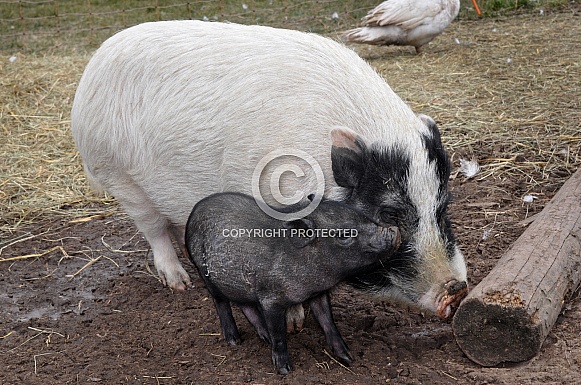 Miniature Pigs