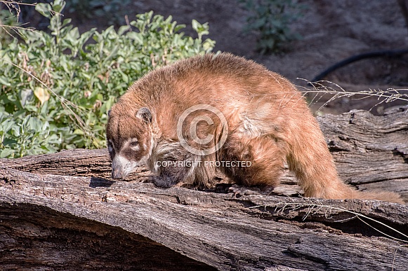Coatimundi Coatimundi