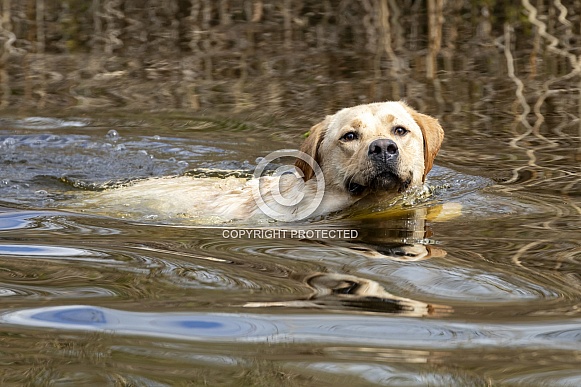 Labrador