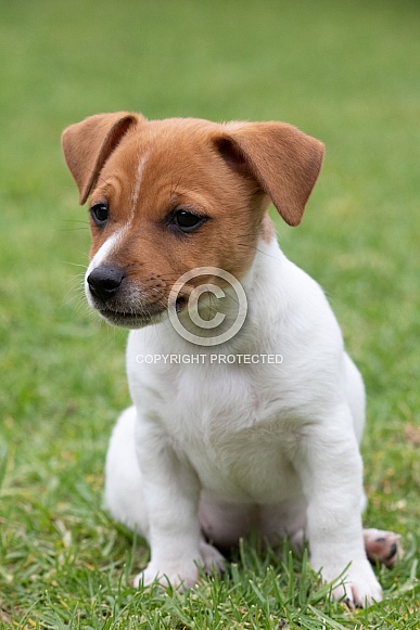 Jack Russell Terrier puppy.