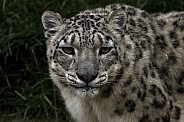 Snow Leopard Looking At Camera