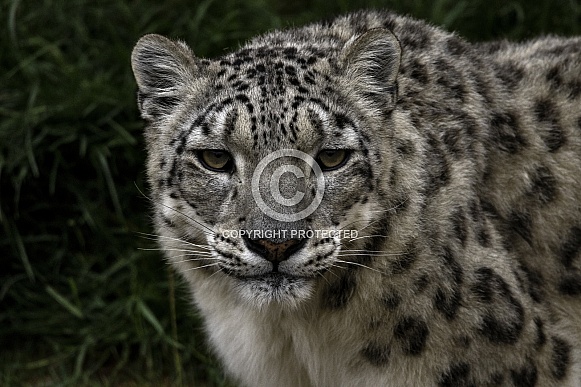 Snow Leopard Looking At Camera