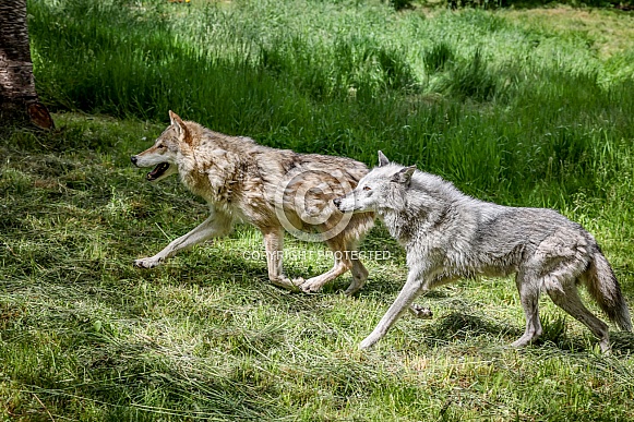 Tundra Grey Wolf Tundra Grey Wolf