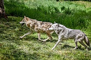Tundra Grey Wolf