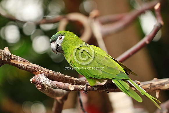 Hahn's Dwarf Macaw Hahn's Dwarf Macaw
