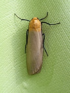 Four-spotted footman moth, male
