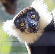 Lemur