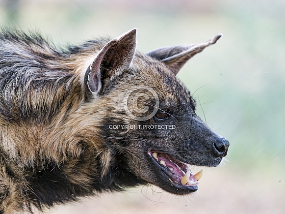 Striped Hyena