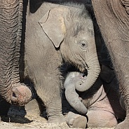 Young elephant (Elephas maximus)