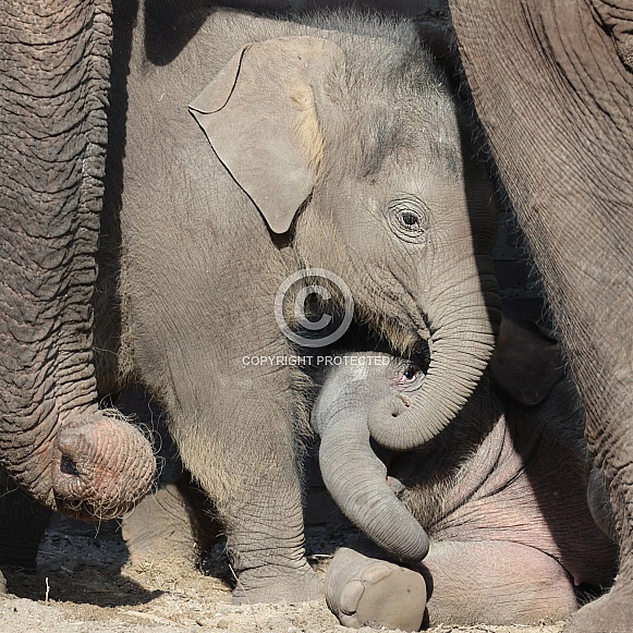 Young elephant (Elephas maximus)