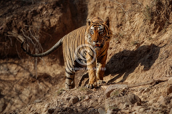 Beautiful tiger in the nature habitat. Tiger pose in amazing light. Wildlife scene with wild animal. Indian wildlife. Indian tiger. Panthera tigris tigris.