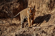 Beautiful tiger in the nature habitat. Tiger pose in amazing light. Wildlife scene with wild animal. Indian wildlife. Indian tiger. Panthera tigris tigris.