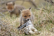 Red fox cubs