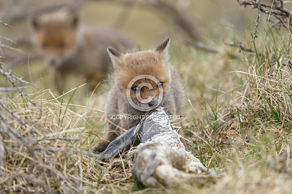 Red fox cubs