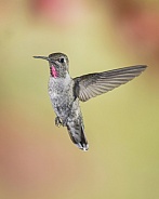 Anna's Hummingbird - Immature Male