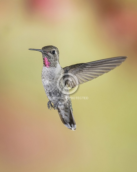 Anna's Hummingbird - Immature Male