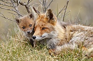 Red fox cubs in there natural habitat