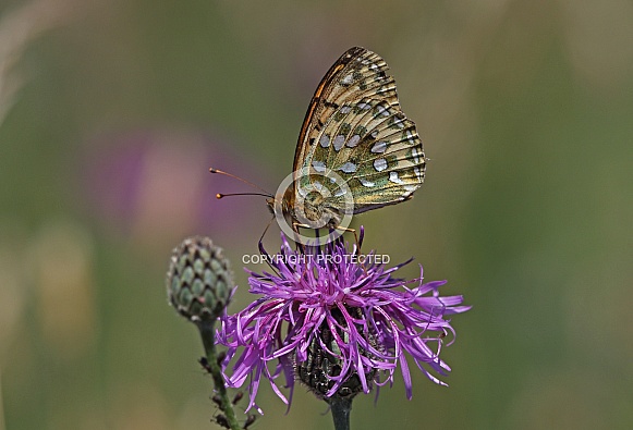 Dark green Fritillary