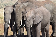 Elephants