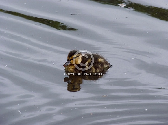 Mallard Duckling