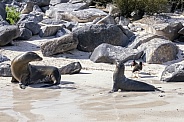 Galapagos Sea Lion