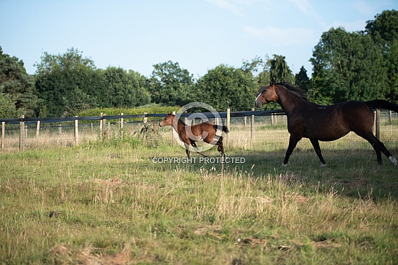 Bay Mare and filly Foal