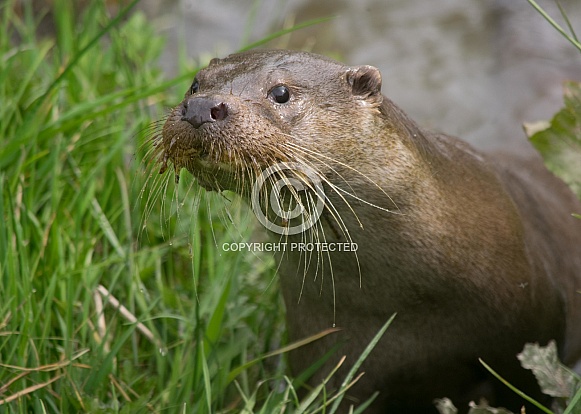 European Otter European Otter