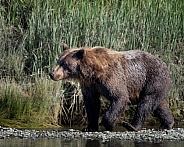 Brown bear walking by the edge of a river