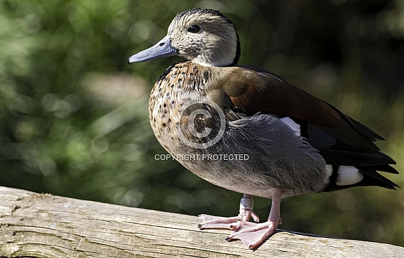 Ringed Teal Duck Full Body Ringed Teal Duck Full Body