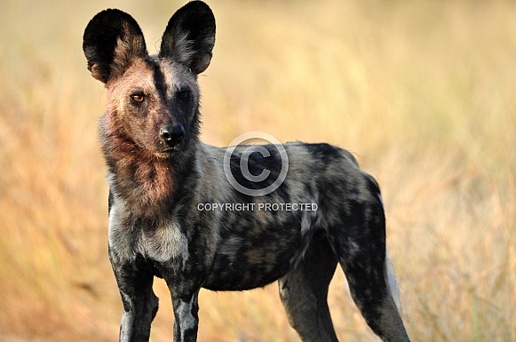 African Wild Dog