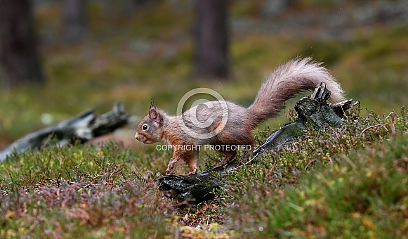 Red Squirrel