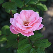 Gorgeous Pink Rose