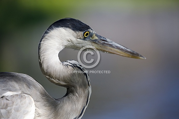 Grey heron (Ardea cinerea) Grey heron (Ardea cinerea)