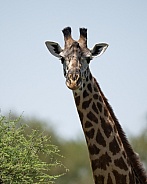 Giraffe looking directly at the camera