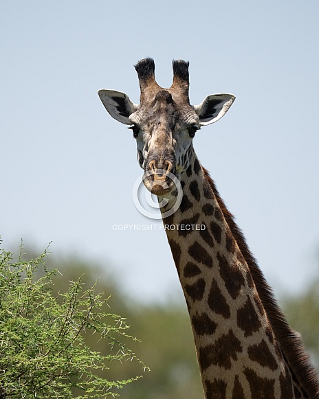 Giraffe looking directly at the camera