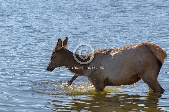 Elk Cow splashing in Yellowstone Lake