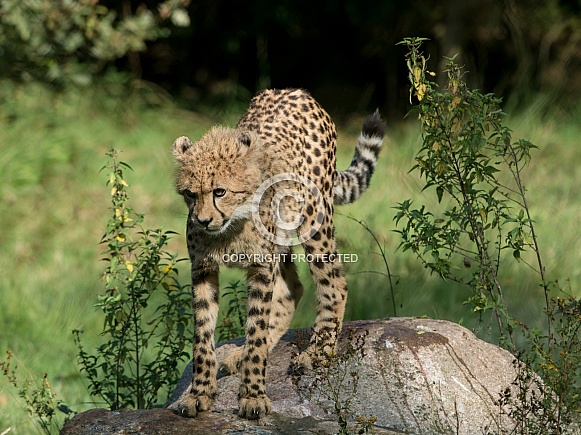 Cheetah cub Cheetah cub