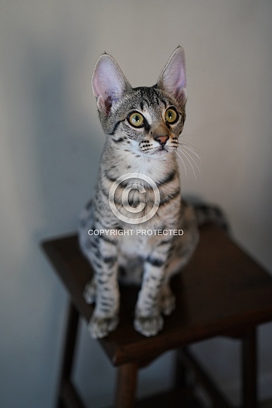 Savannah Cat