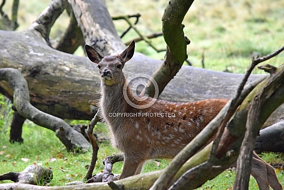 Red deer foal