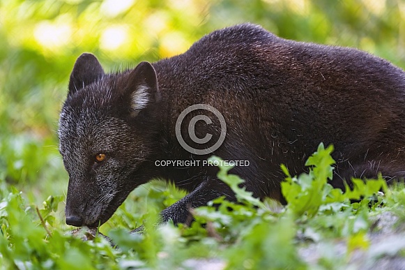 Black arctic fox Black arctic fox