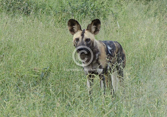 African Painted Dog
