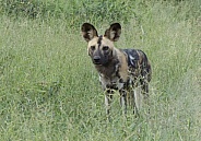 African Painted Dog