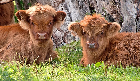 Highland Cattle