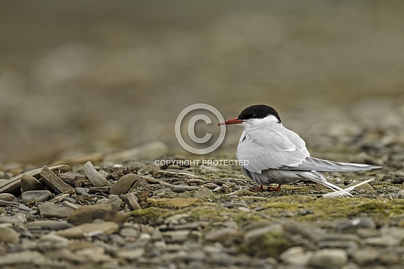 Arctic tern